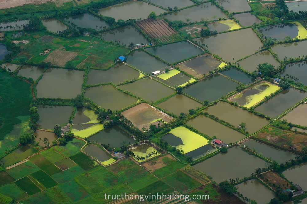Cảnh ruộng lúa nhìn từ trực thăng